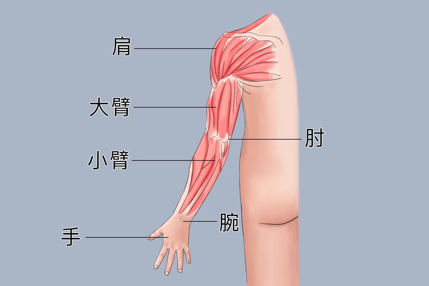 手臂位置图