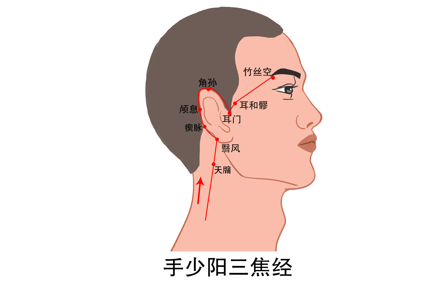 面部经络走向图