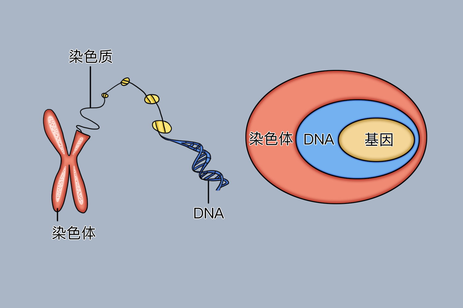 染色体dna基因之间的关系图示 | 百度健康·医学科普