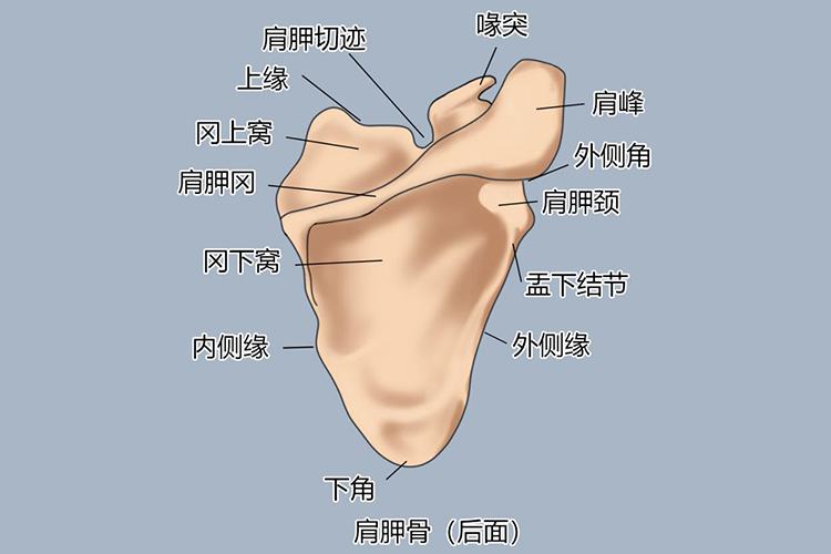 肩胛骨后面解剖结构图