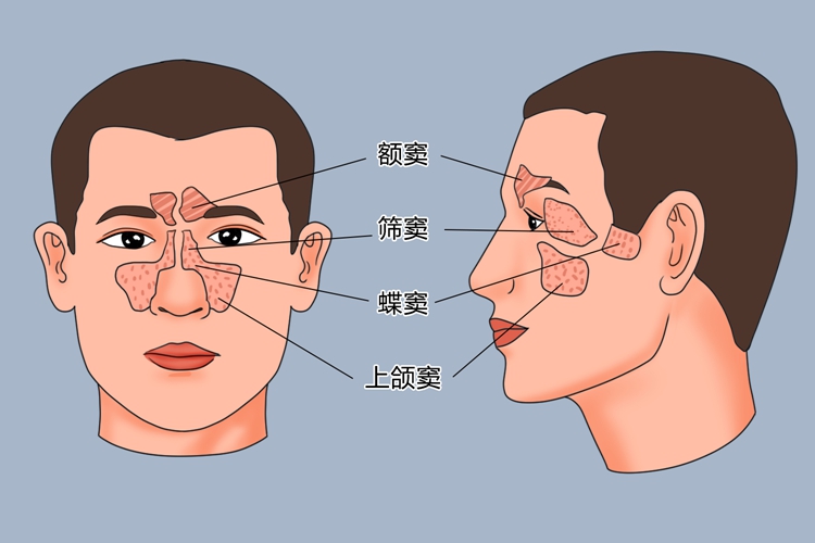 鼻窦结构图