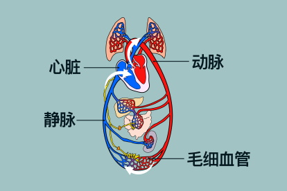 动脉、毛细血管、静脉三者的血流方向示意图