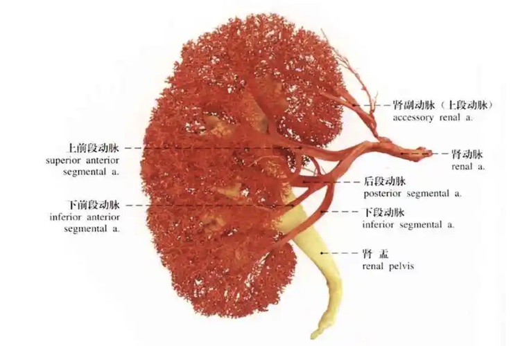 肾动脉的解剖图 | 百度健康·医学科普