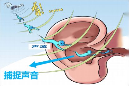 耳垂捕捉声音图片