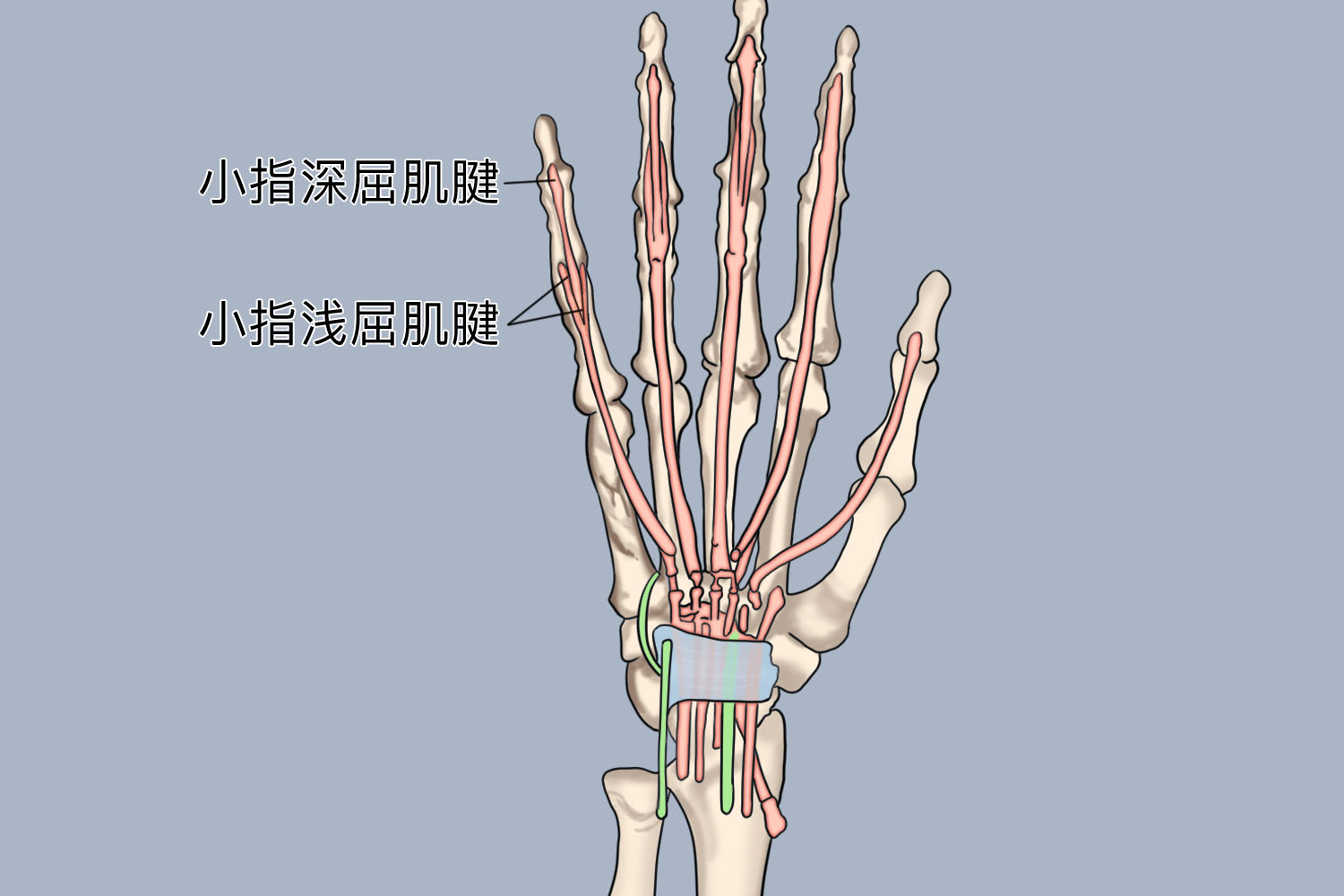 小拇指肌腱示意图