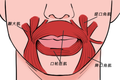 口周肌肉解剖图