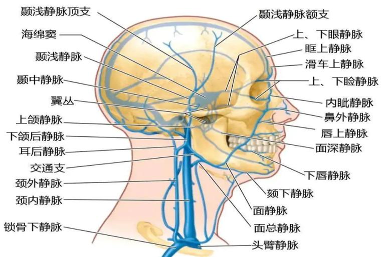 面部神经解剖图