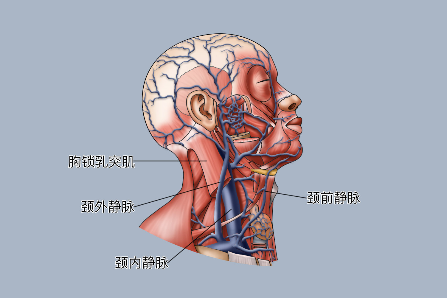 颈部静脉解剖图