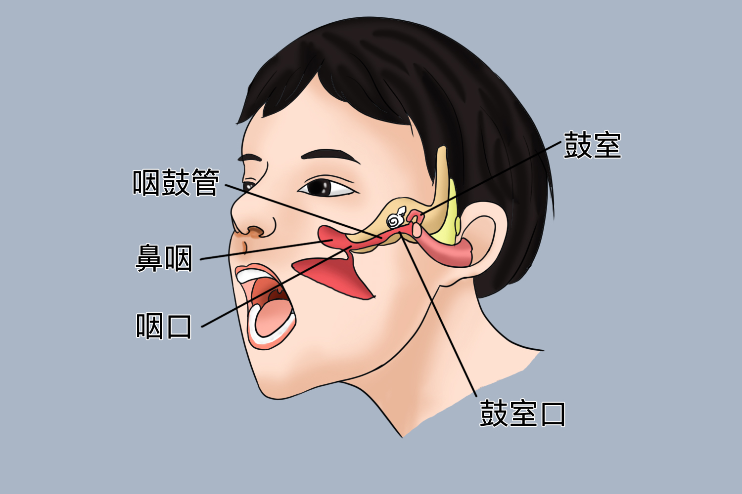 鼻子耳朵相通结构图