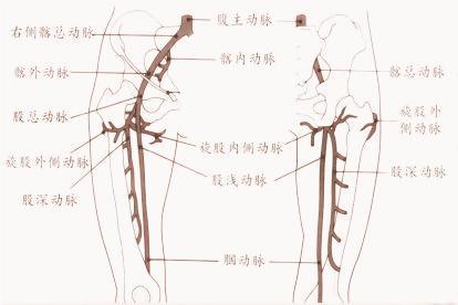 大腿动脉血管图片