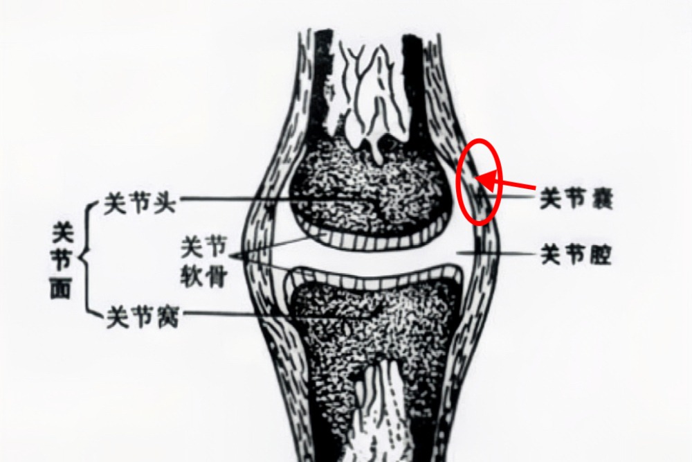 关节囊结构示意图