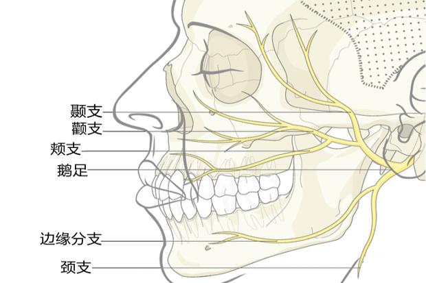 面神经分支及分布图