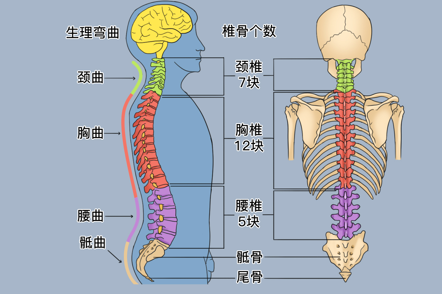 脊柱生理曲度图
