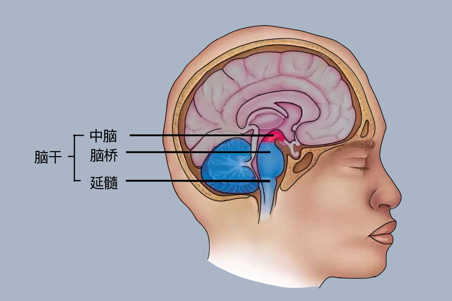 脑干的位置在哪里 | 百度健康·医学科普