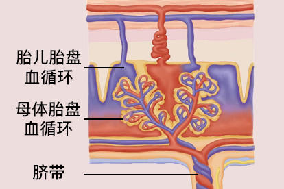 胎盘血液循环示意图