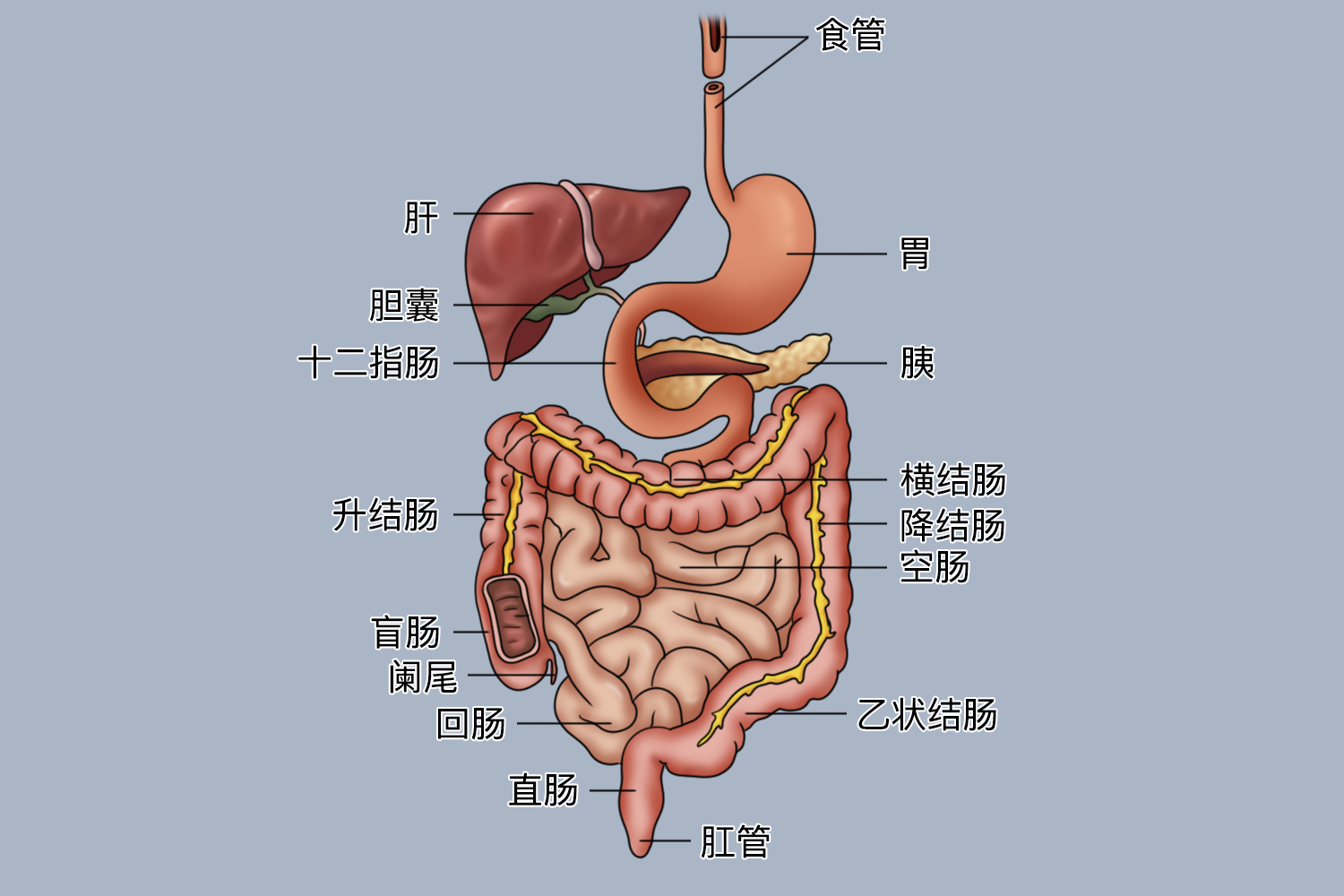 消化系统器官分布图