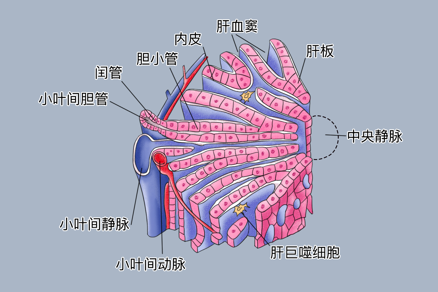 肝血窦位置图