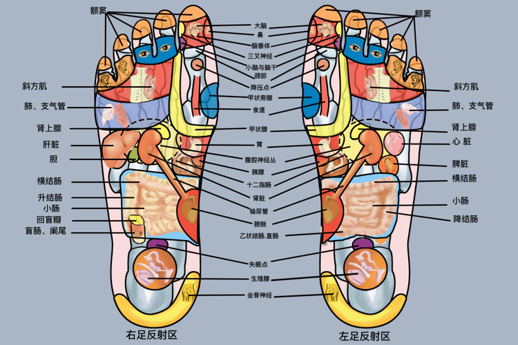 足底反射区分布图