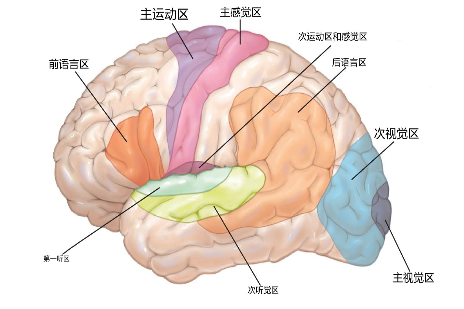 大脑皮层分区示意图