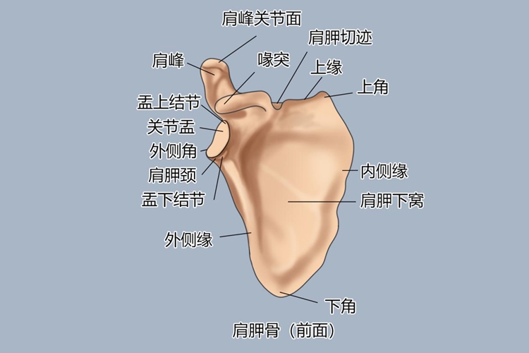 肩胛骨骨骼结构图