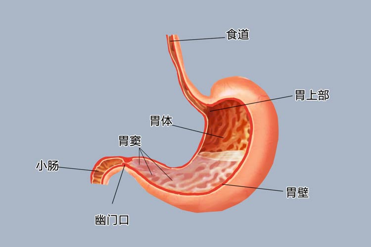 胃窦位置图