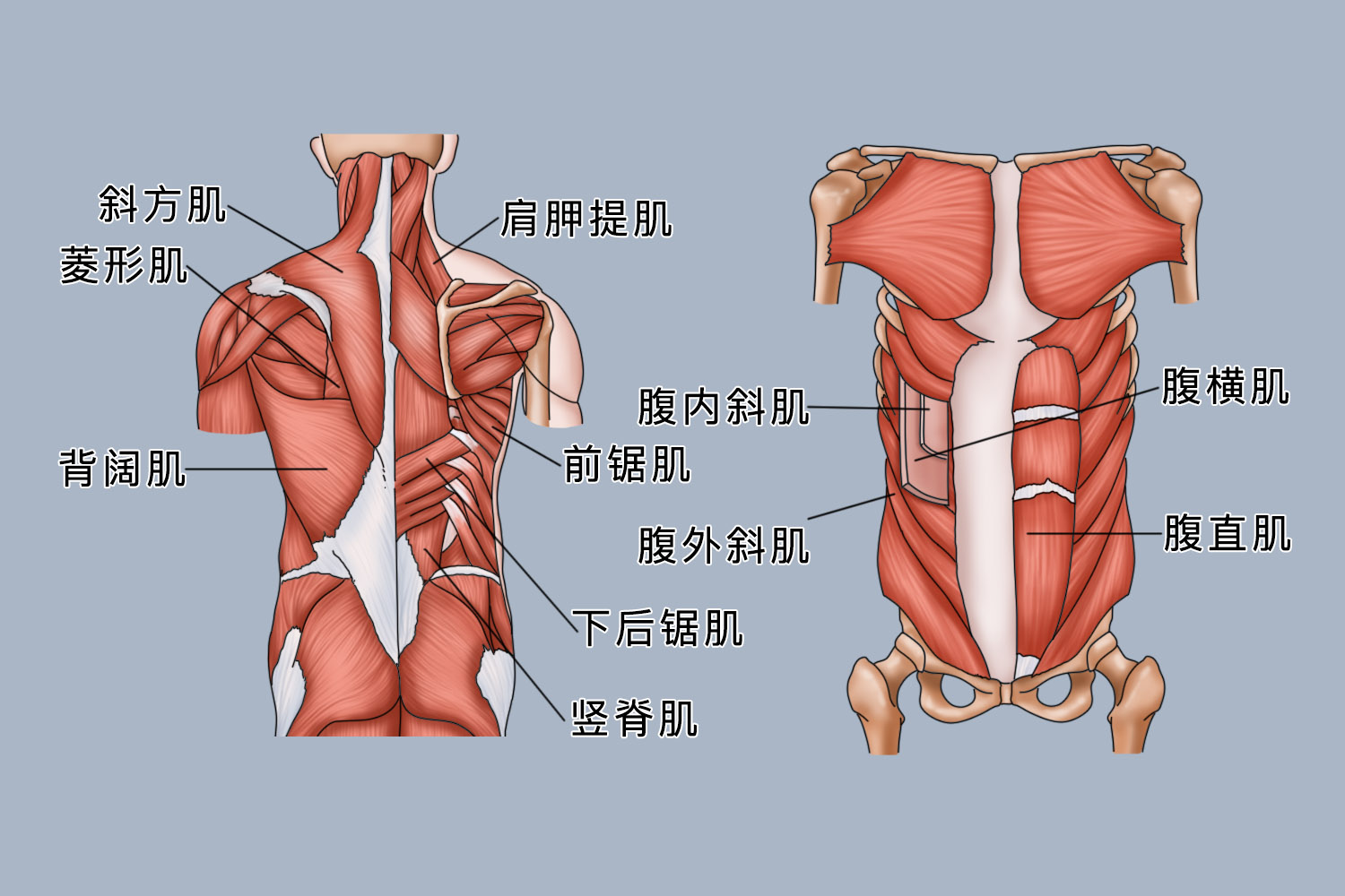 腰部肌肉结构图