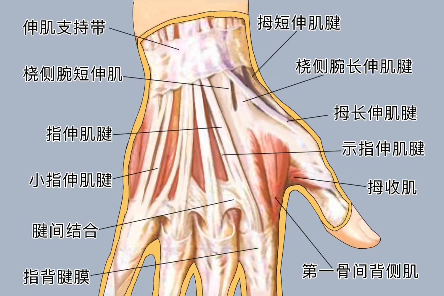 右手手部位置示意图