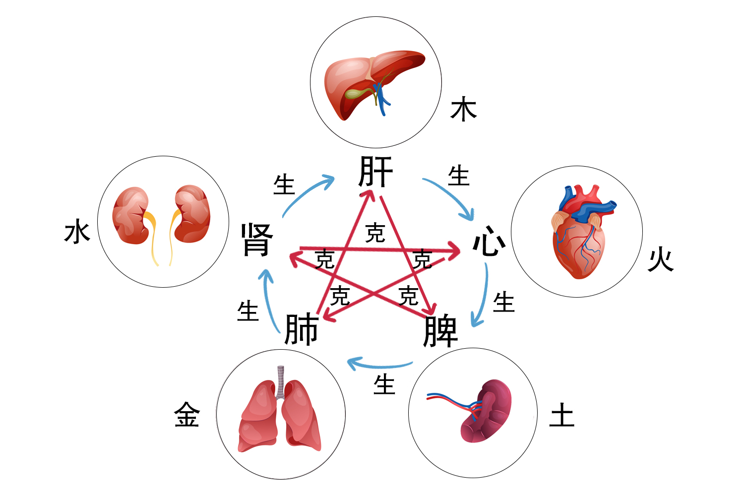 图1人体五行器官图