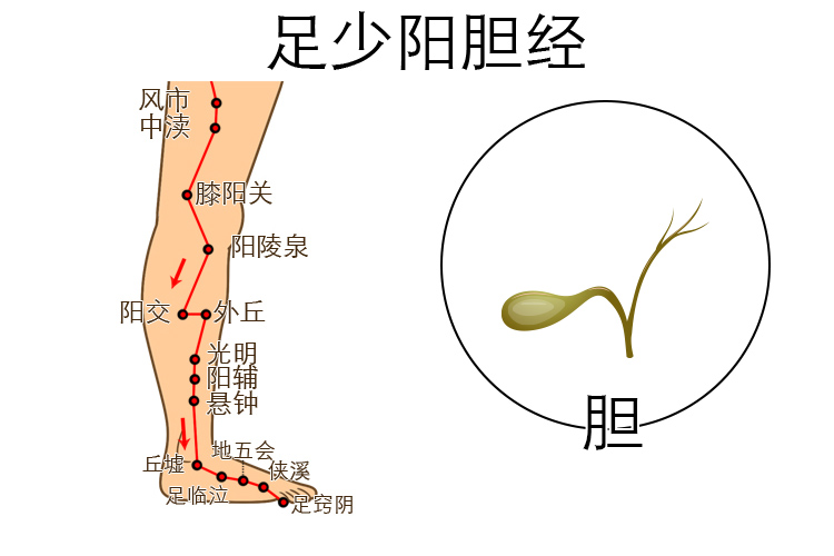 小腿经络图对应的器官