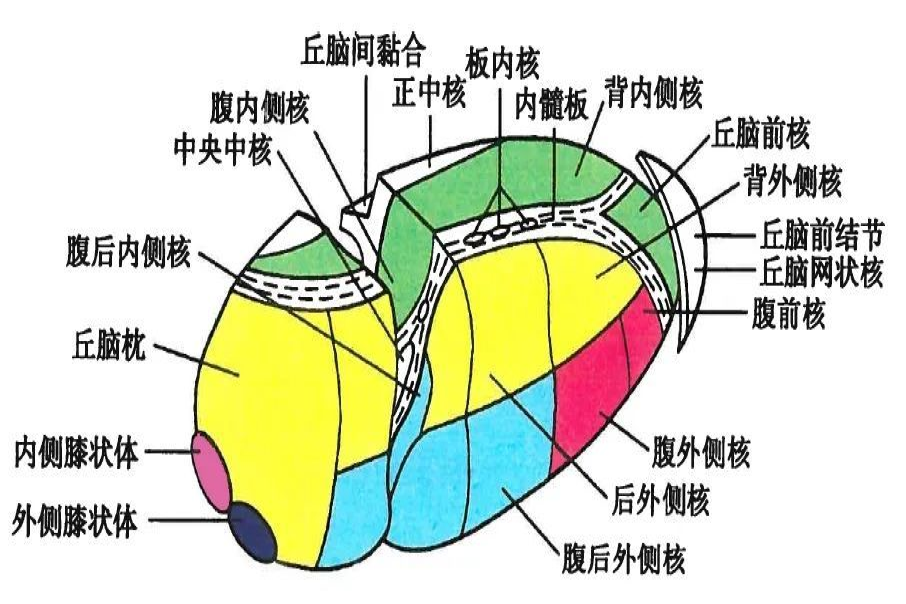 丘脑解剖示意图