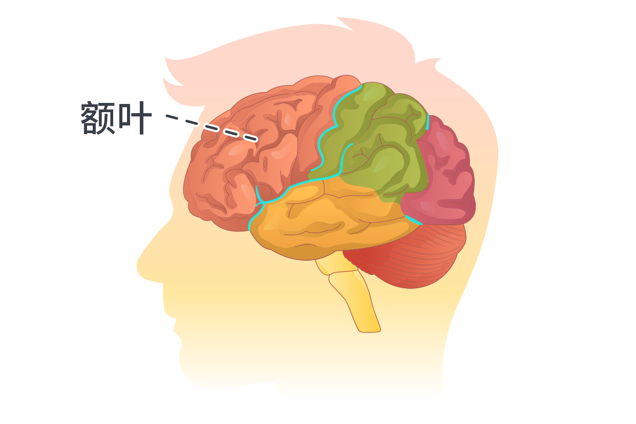 额叶图片 | 百度健康·医学科普