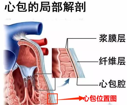 心包位置图片