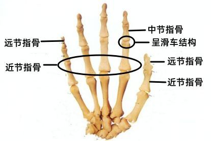 手指近节指骨远端图解