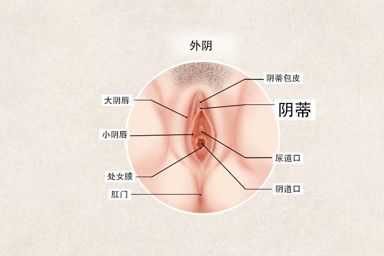 阴蒂位置图片