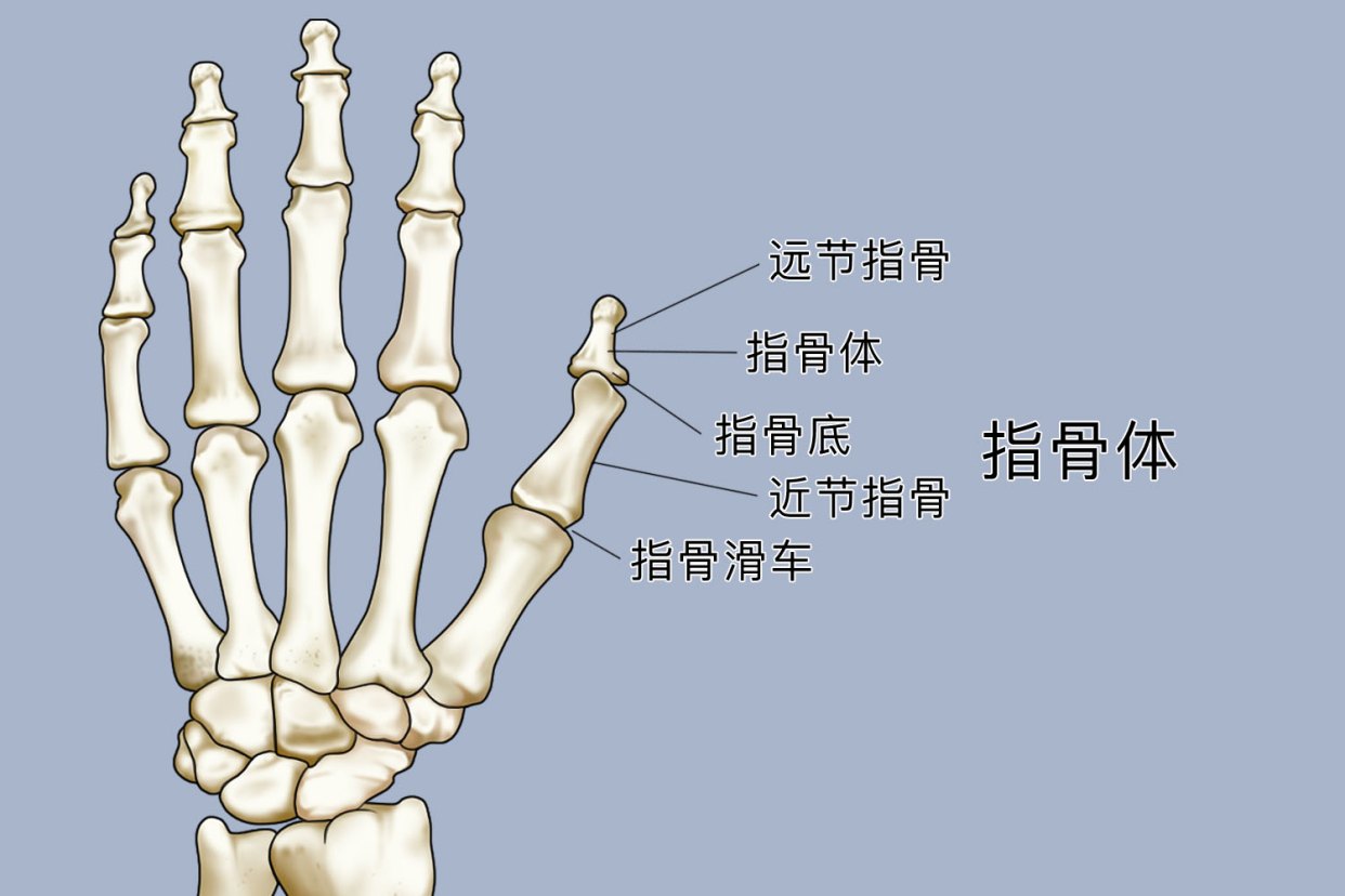 大拇指解剖结构图 | 百度健康·医学科普