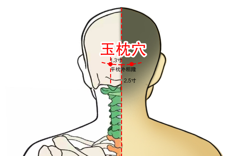 玉枕的准确位置图穴 | 百度健康·医学科普