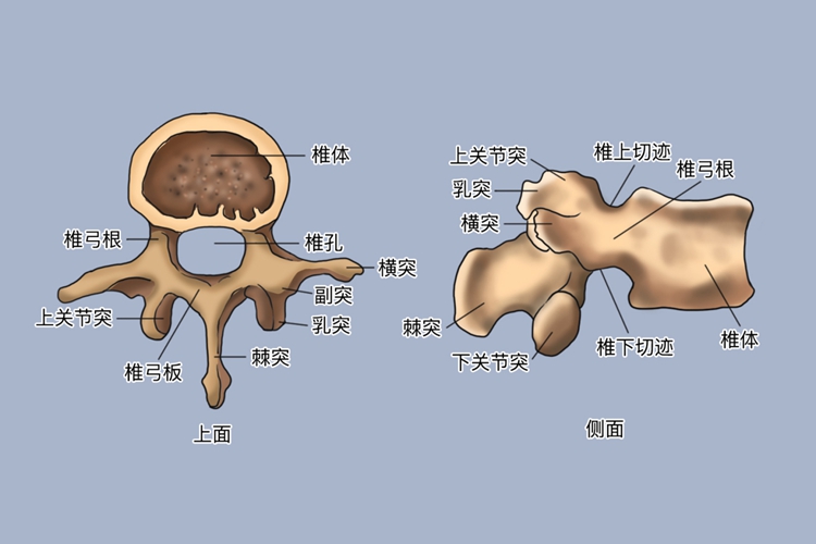 腰椎椎骨结构图