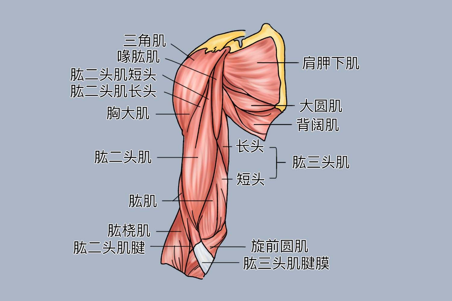 胳膊肌肉图解大全 | 百度健康·医学科普