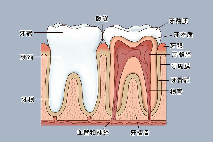 牙龈结构图