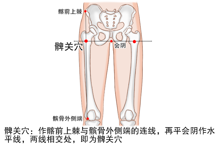 髀关准确位置图和作用及功效 | 百度健康·医学科普