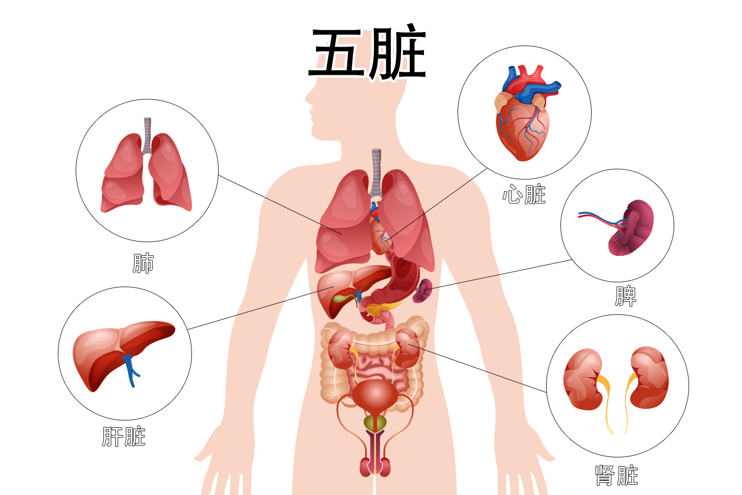 五脏解剖图片