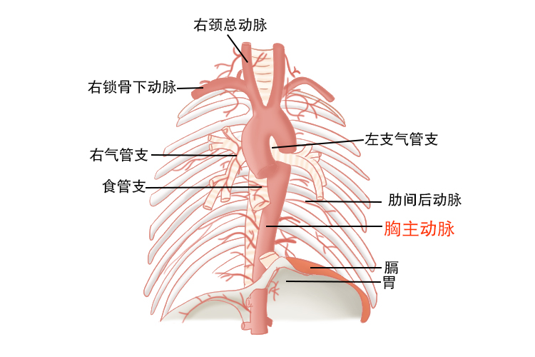 胸主动脉及其分支解剖图