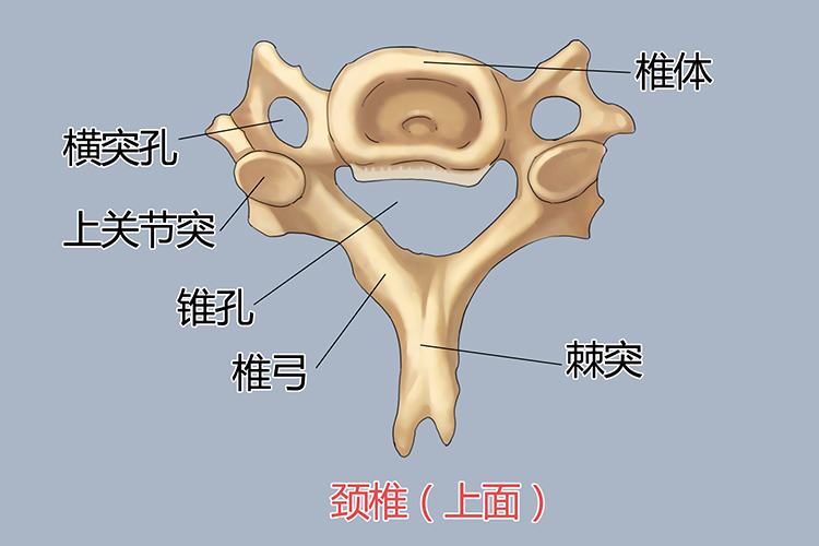 颈椎骨形态手绘构图
