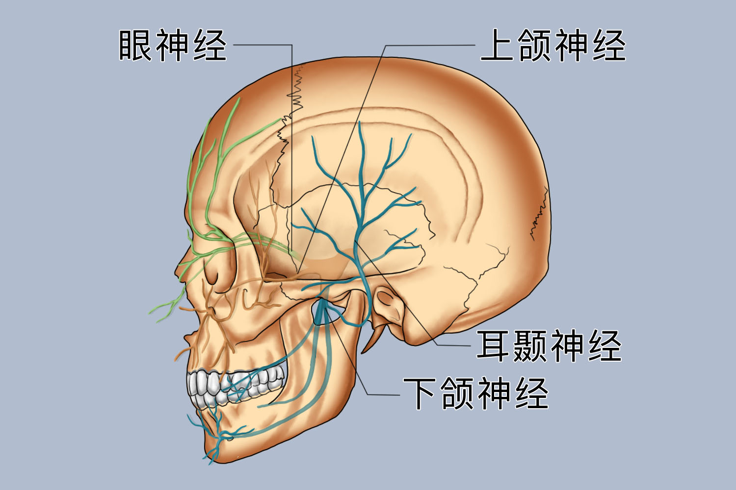 耳朵后面三叉神经痛的位置 | 百度健康·医学科普