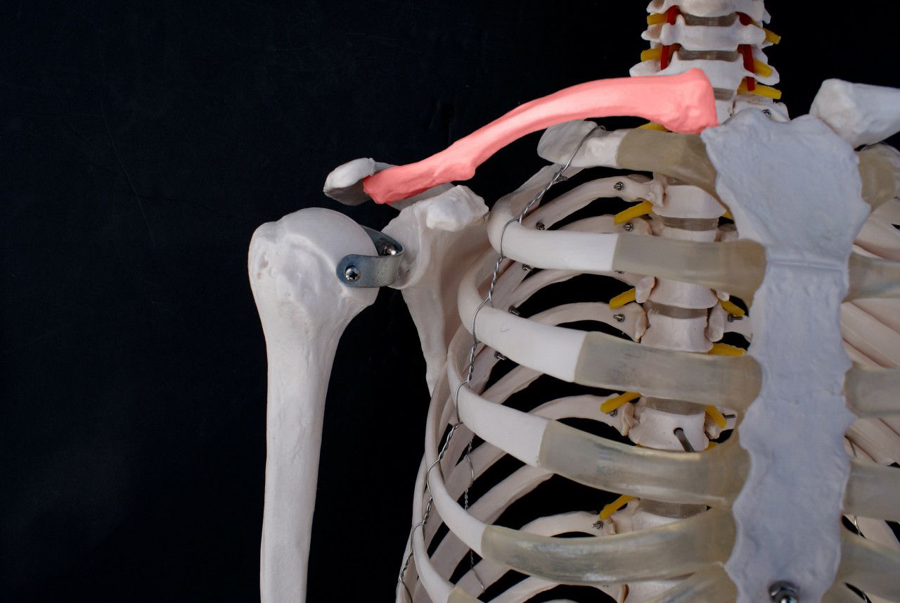 坚持学画：人体结构之骨骼部分——锁骨 - 知乎