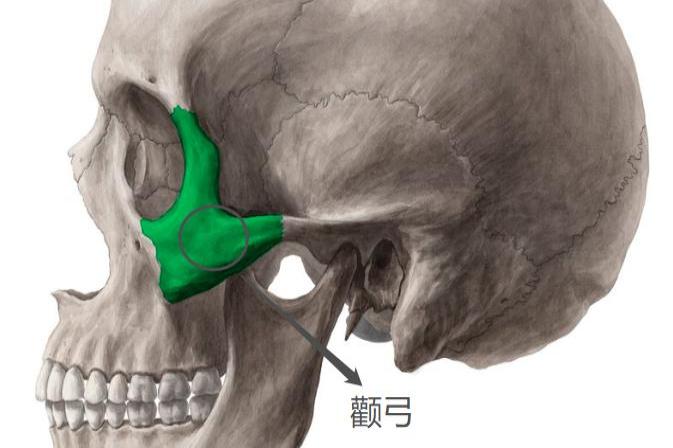 颧弓是什么部位图片