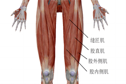 大腿肌肉正位图片