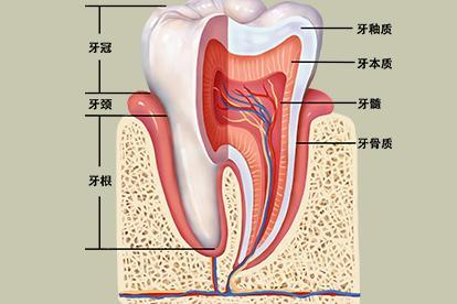 牙齿的结构与解剖图