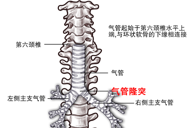 隆突解剖图