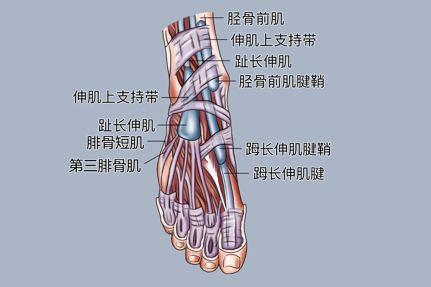 足背肌腱解剖图